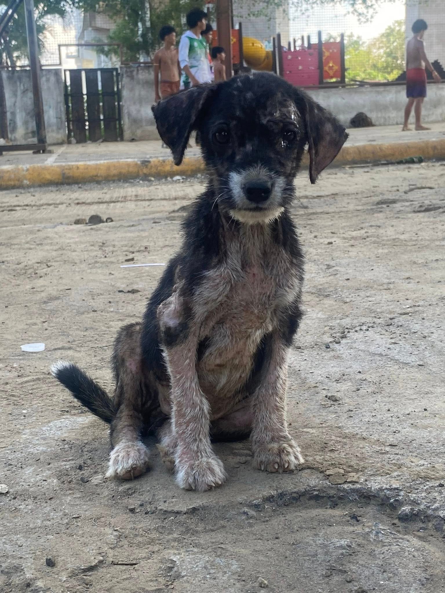 PAWS appeals to public: 'Don't leave animals behind'