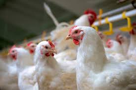 Dutch fowl imports barred due to bird flu
