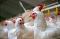 Dutch fowl imports barred due to bird flu