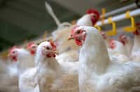 Dutch fowl imports barred due to bird flu