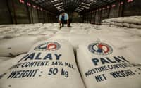 Government sets NFA as temporary palay price benchmark