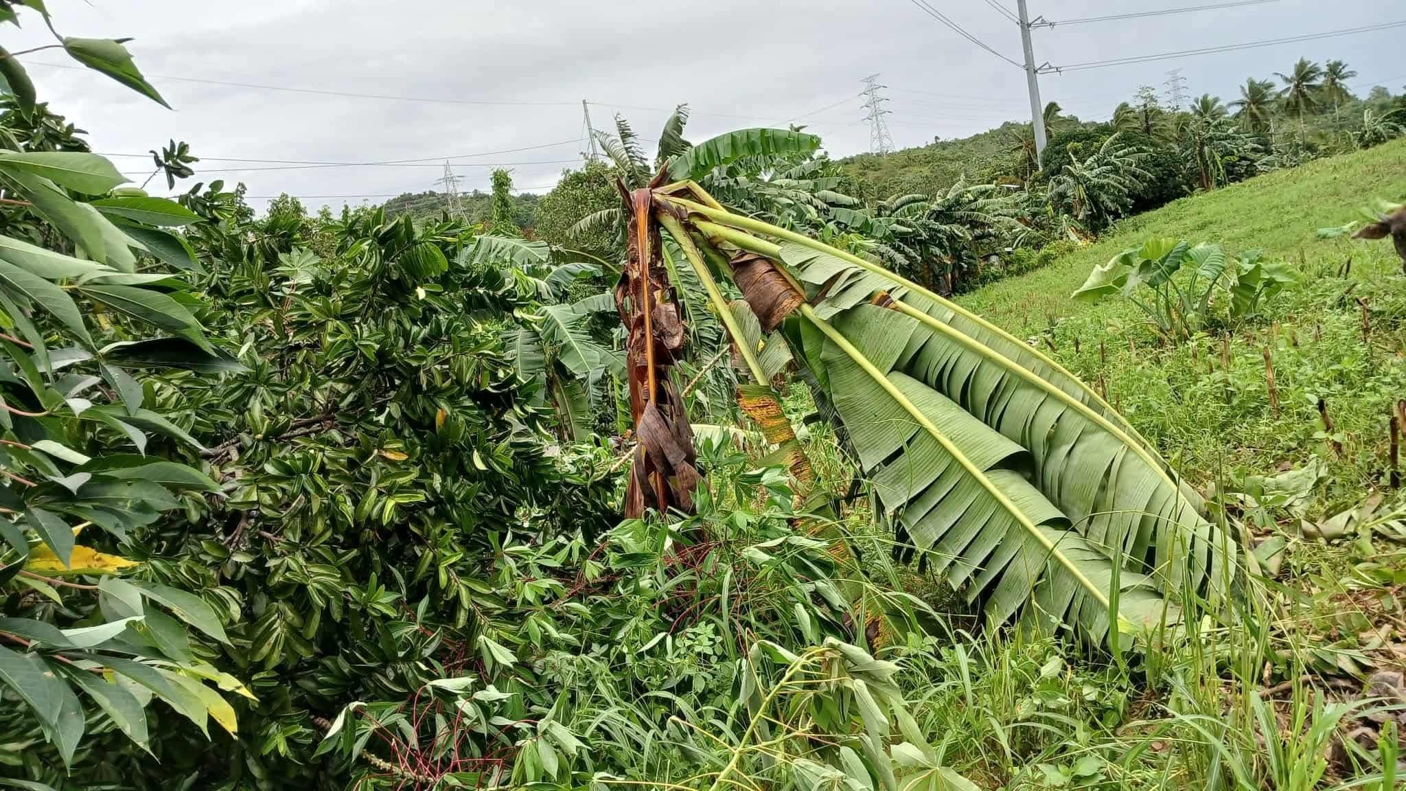 P159-M losses from ‘Tino;’ ‘Uwan’ aid ready