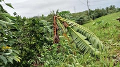 P159-M losses from ‘Tino;’ ‘Uwan’ aid ready