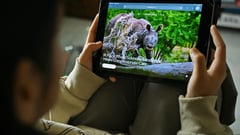 India urged to suspend imports of endangered species