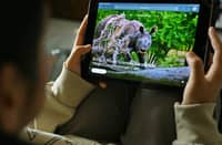 India urged to suspend imports of endangered species