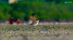 Philippines to host global meet on migratory waterbird conservation