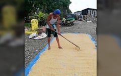 Antique achieves 143% rice self-sufficiency, ensures supply for 131 days