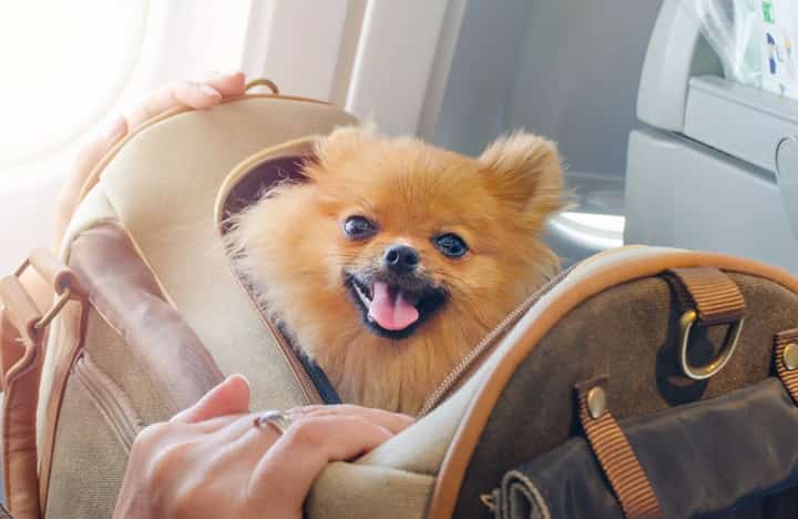 Small dogs now allowed in PAL cabins