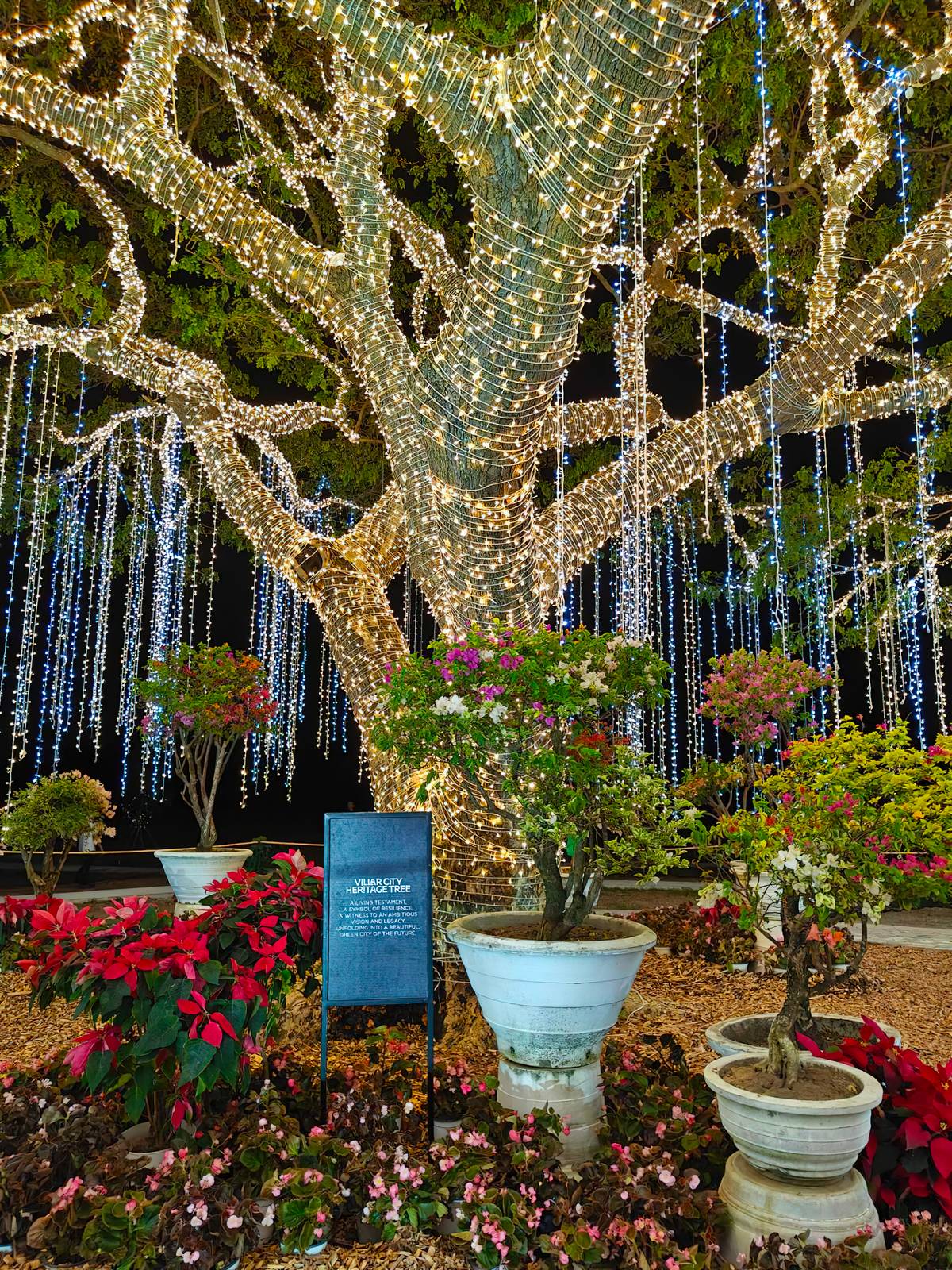 The 50-year-old acacia shines at the heart of Villar City.