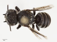 ‘Lucifer’ bee not from hell