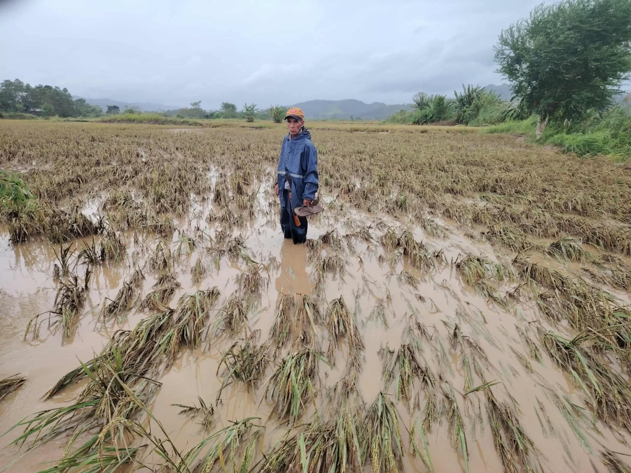 Farmers’ tale retold with every typhoon