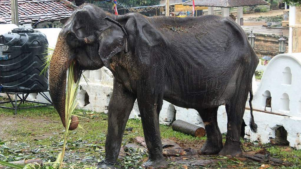 Sri Lanka probes elephants cruelty