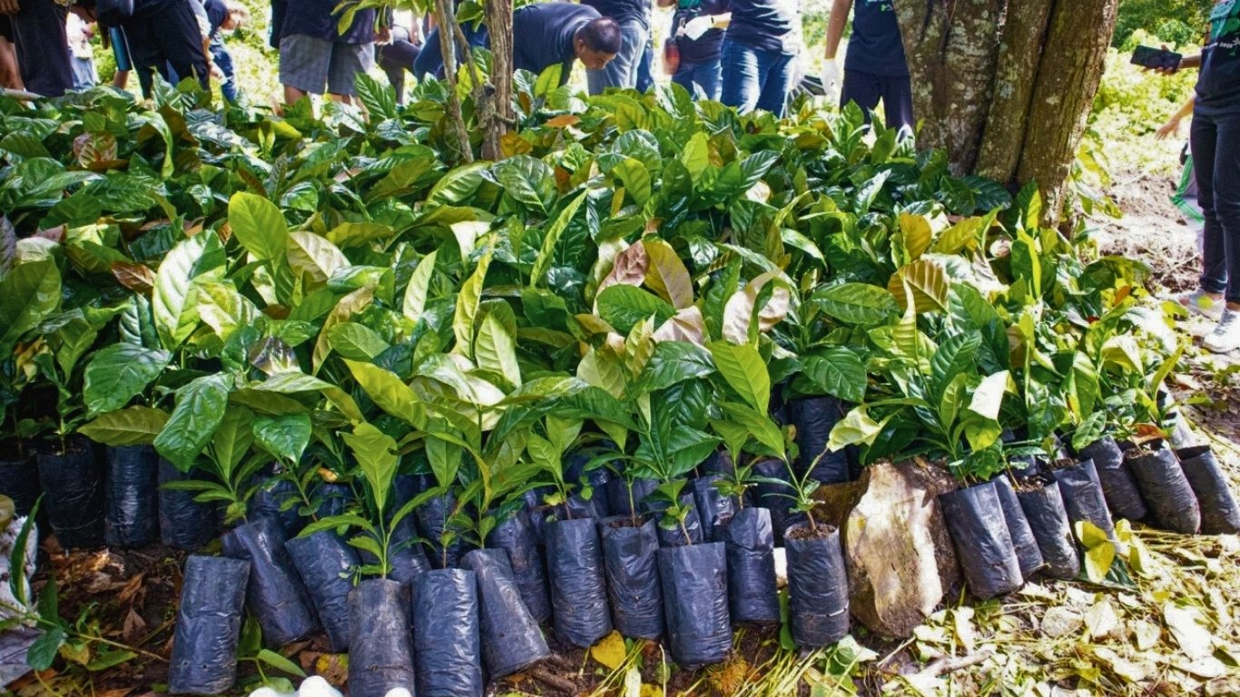 Figaro Foundation leads coffee planting program