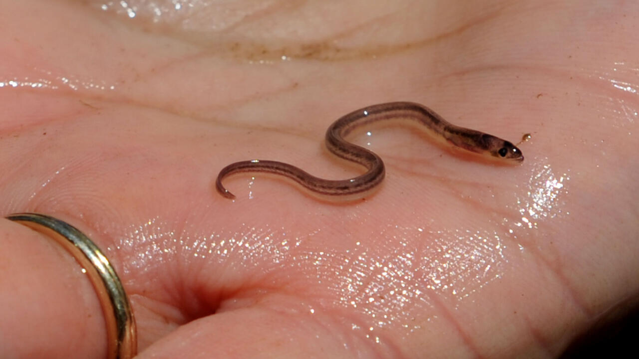 Haitian gangs getting rich off baby eels
