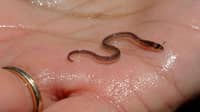Haitian gangs getting rich off baby eels
