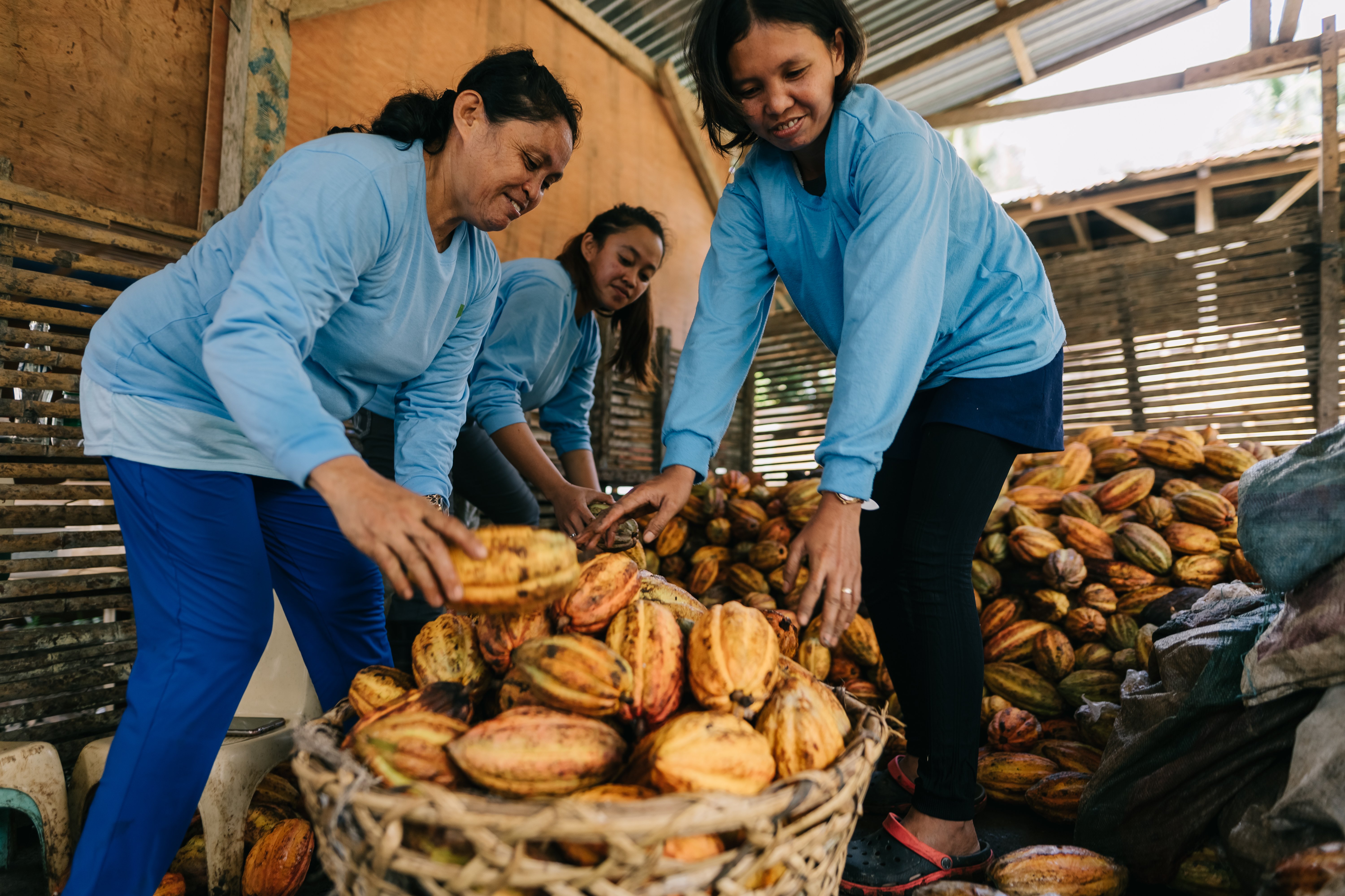 Three’s the charm for Auro Chocolate