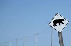 Canada searches for grizzly bear that attacked kids