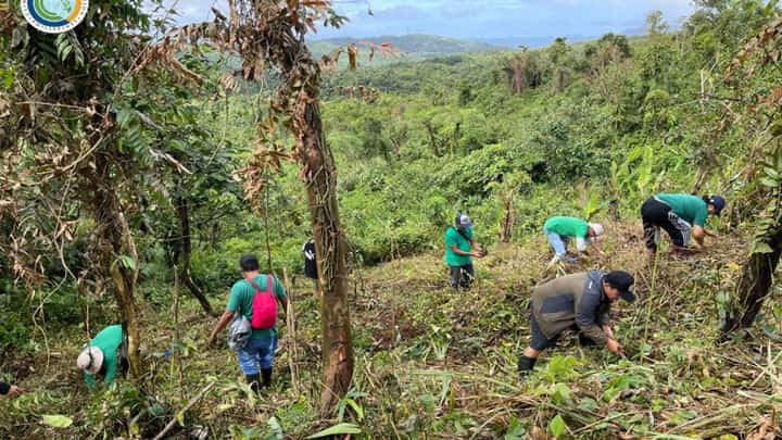 SOME 400 seedlings of banaba, langka and acacia were planted at the Caliraya-Lumot Watershed on 19 November.