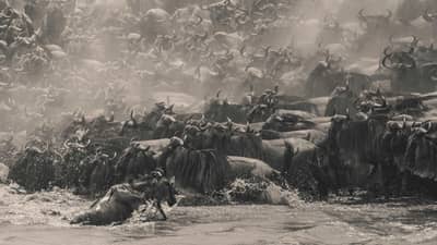 Wildebeest by Singaporean photographer William Chua, winner of The Pano Awards Southeast Asia Open Photographer of the Year 2025.