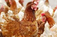 U.S. records second human bird flu death of year