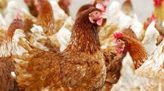 U.S. records second human bird flu death of year