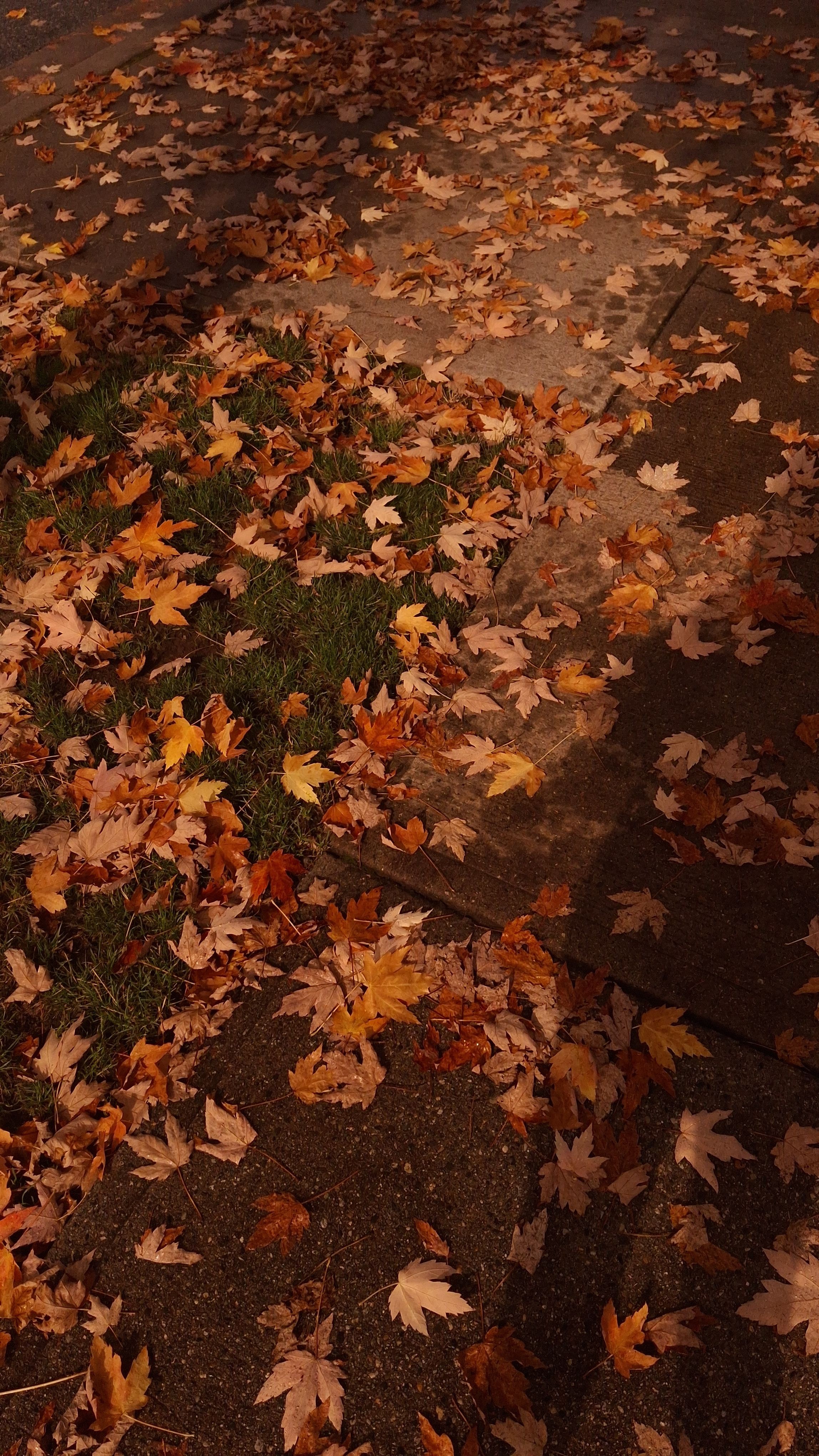 'Autumn leaves'