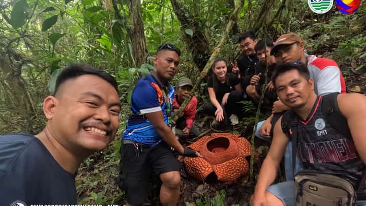 The Protected Area Management Office (PAMO) of the Allah Valley Protected Landscape (AVPL) has documented another blooming Rafflesia during a recent field work at the said area.