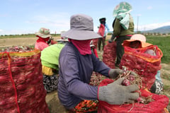 Nueva Ecija ranks 2nd nationwide in agriculture contribution — PSA
