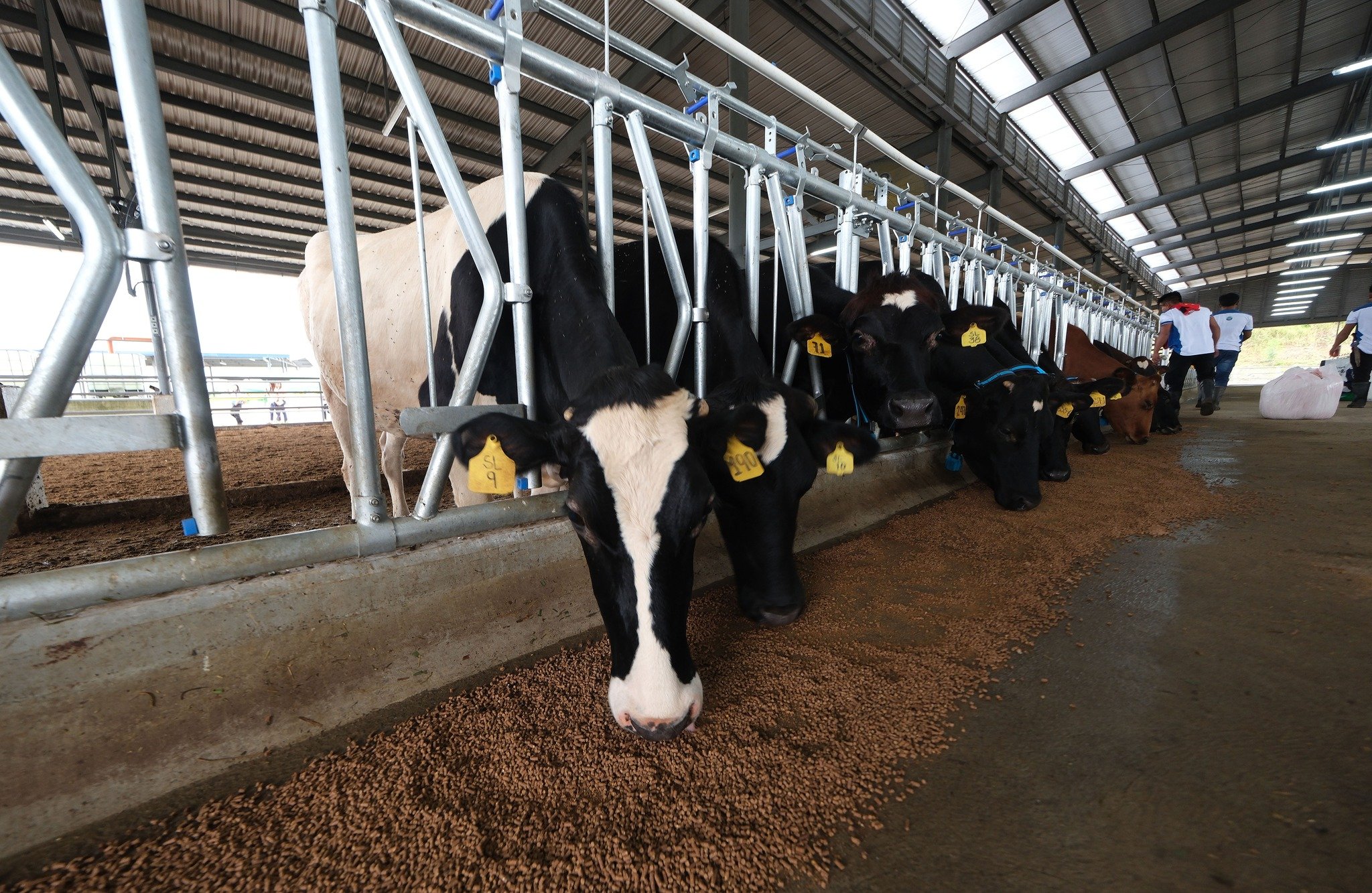 NDA, Provincial Govt to boost dairy industry in Bataan
