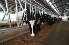 DA, NDA launch NE stock farm for herd expansion