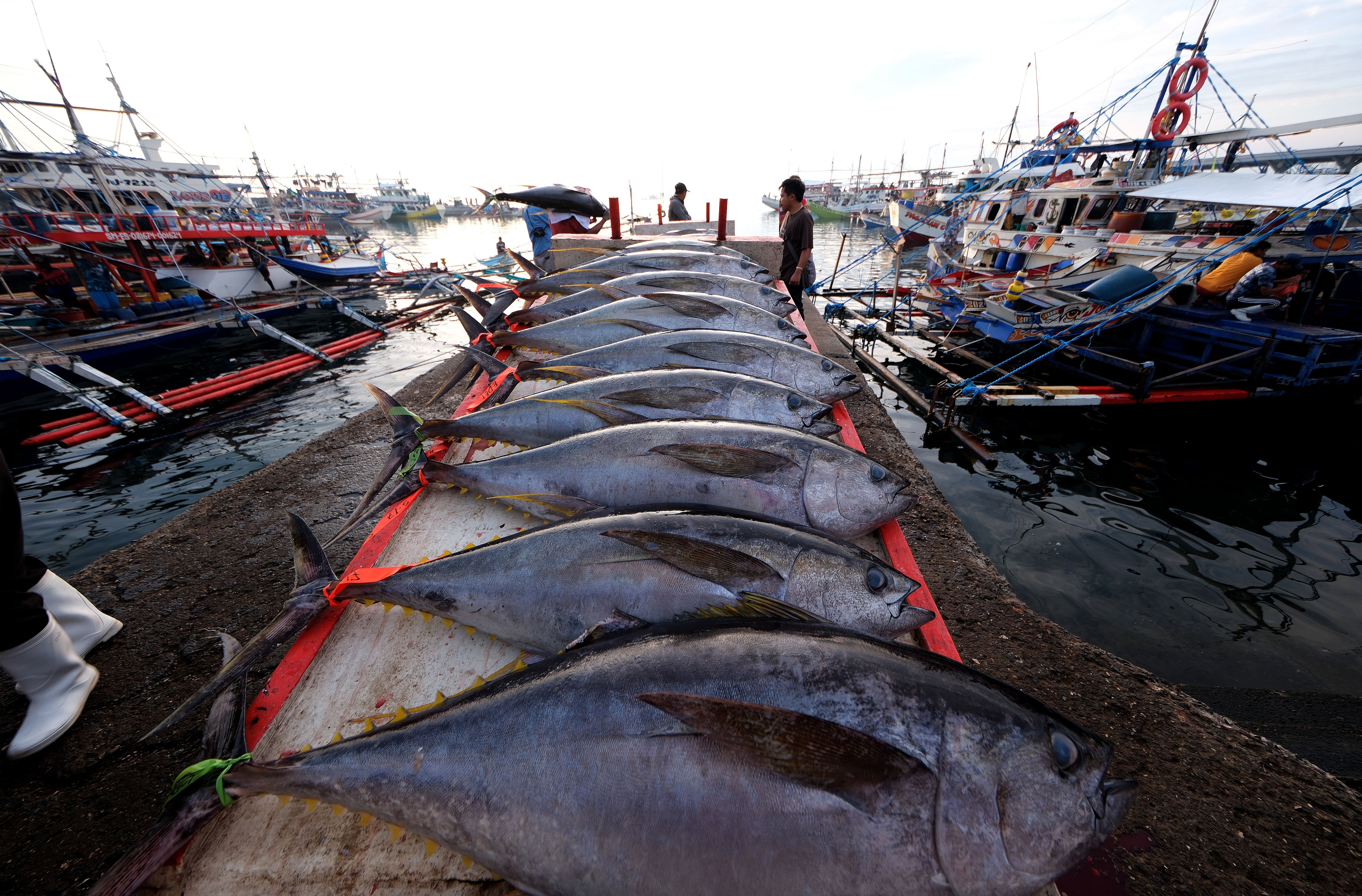 From hook to barcode: The Philippines’ tuna traceability system