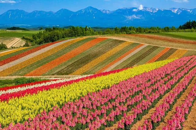 https://savorjapan.com/contents/discover-oishii-japan/admire-the-stunning-colorful-scenery-of-summer-in-hokkaido