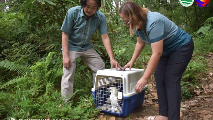 A rescued juvenile Pinsker’s hawk-eagle was released back into the wild in Mt. Apo, Cotabato, on December 1, 2025.