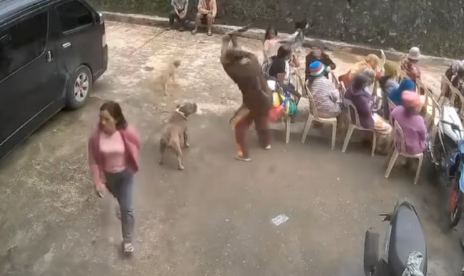 Outrage over pitbull killing in Sadanga