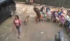 Outrage over pitbull killing in Sadanga