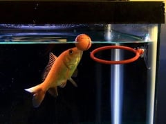 AI seen relegating humans to goldfish level