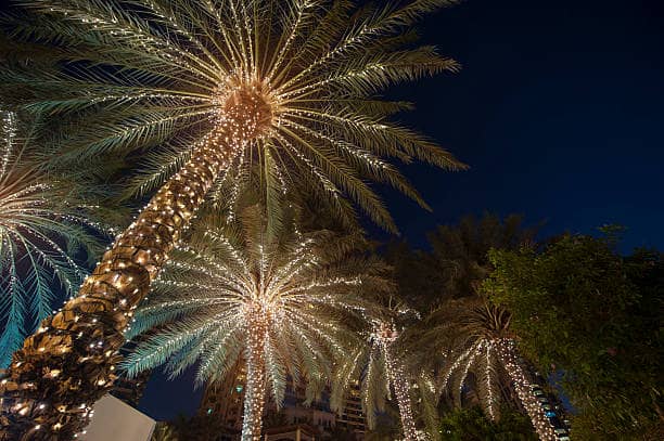 Tropical Christmas elements include palm trees strung with fairy lights.
