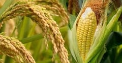 Falling food prices ease holiday burden