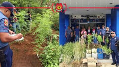 Bukidnon Marijuana Bust: Brothers on the Run