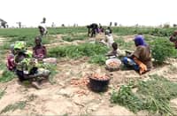 13 farmers abducted in restive northeast Nigeria
