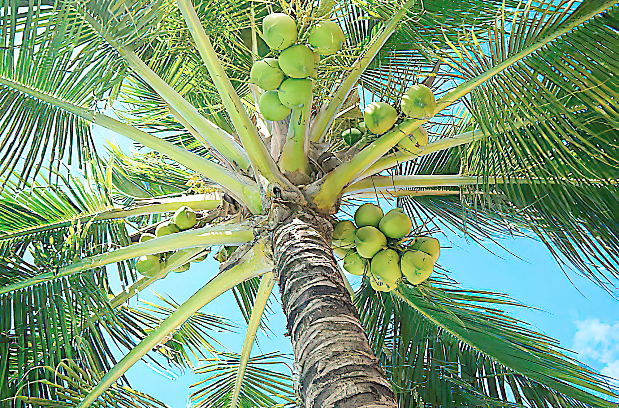 Coco industry struggles to realize tariff gains 