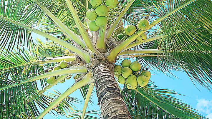 COCONUT oil was the top agricultural export to the US last year, generating $558.7 million.
