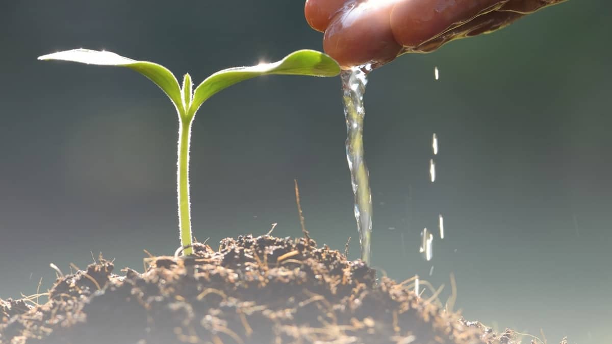 WATER allows agriculture to shift toward higher-value production.