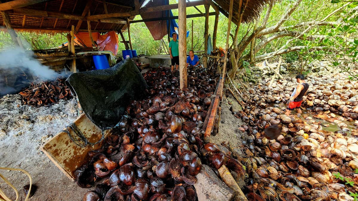 DRY coconut husks are soaked in seawater for several months.
