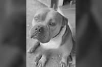 AKF wants dog killer punished