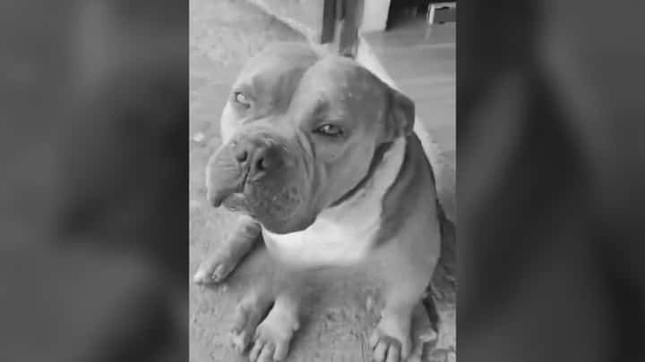 AKF wants dog killer punished