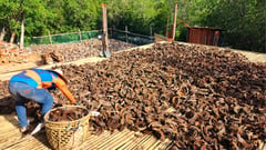 More than preserving flavor: Bohol’s asin tibuok making inscribed in UNESCO’s Urgent Safeguarding list