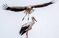 Spain probes bird flu after 400 storks die