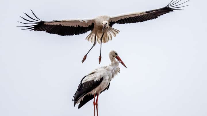Spain probes bird flu after 400 storks die