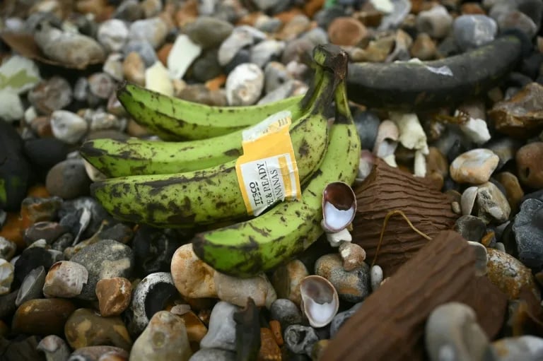 UK public urged to keep eyes peeled for washed-up bananas